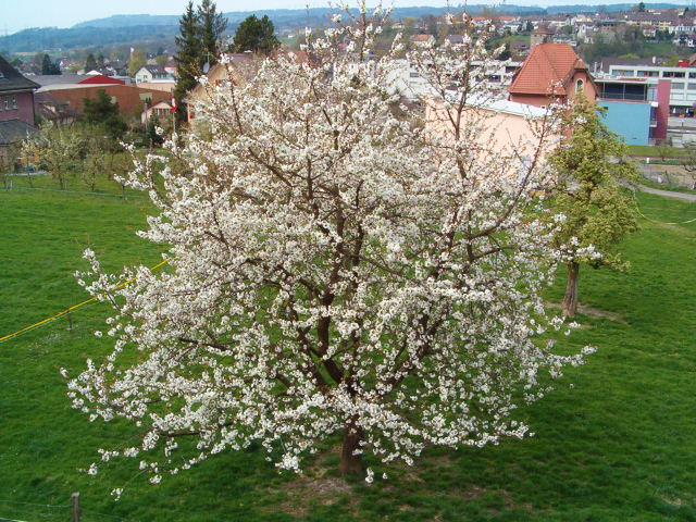 The apple tree in full bloom